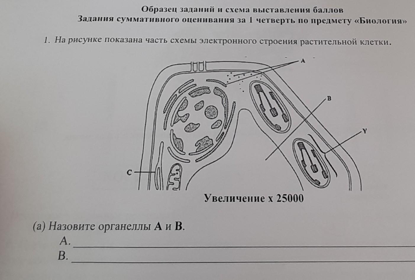 Функция клетки изображенной на рисунке. На рисунке изображена растительная клетка. Схема строения растительной клетки электронная микроскопия. Части растительной клетки схема. Назовите органоид растительной клетки изображенный на рисунке.