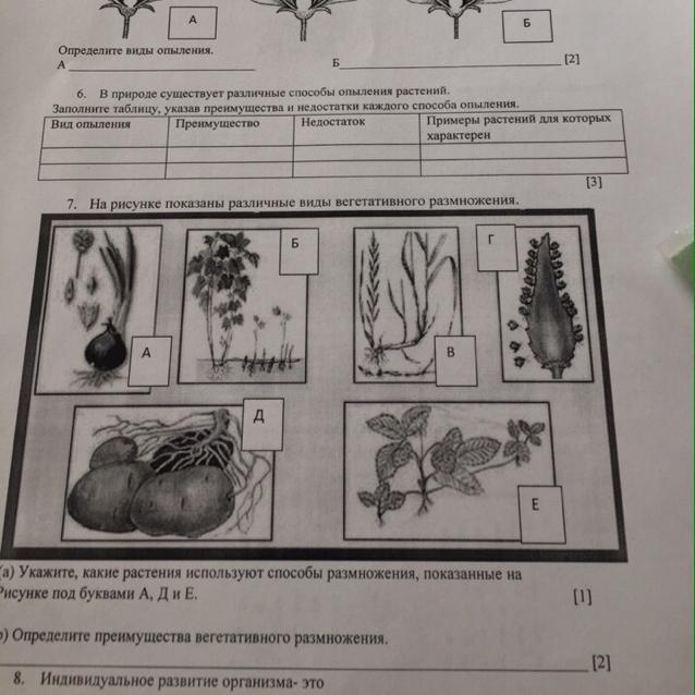 Способ вегетативного размножения изображенного на рисунке называется