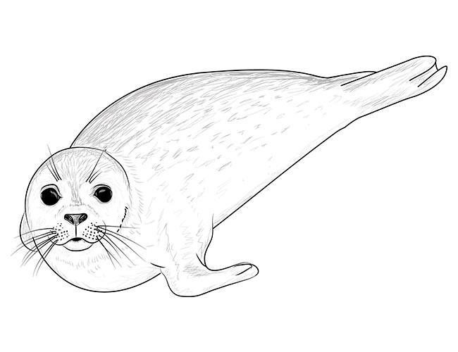 как рисовать тюленя 6