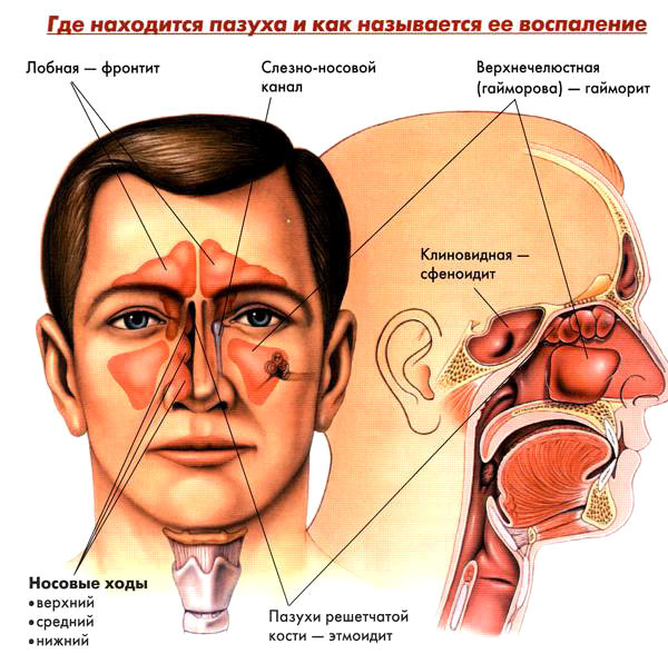 текст при наведении