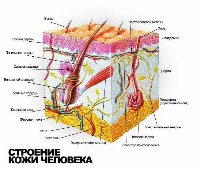 строение кожи