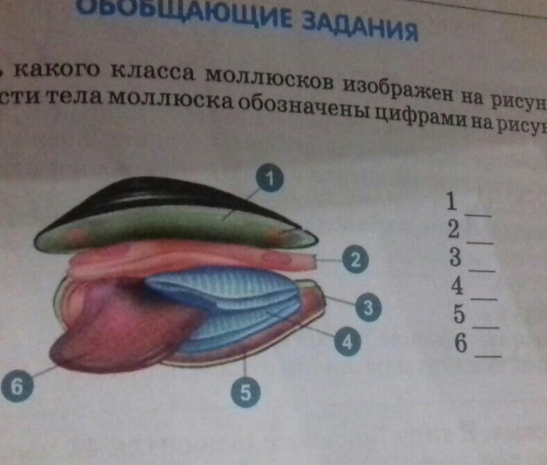 Части тела моллюсков. Части тела моллюска. Название частей тела моллюска. Напишите название частей тела моллюска обозначенных цифрами. Напишите название частей тела моллюска обозначенных цифрами 1-6.