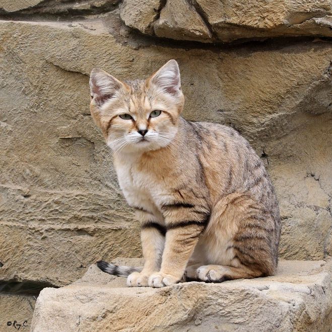 Барханная кошка (барханный кот, песчаный кот, песчаная кошка)