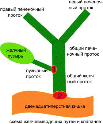 текст при наведении