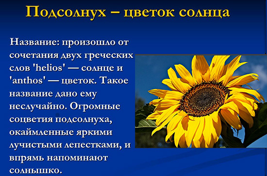 как написать рассказ о красоте подсолнуха, 2 класс?