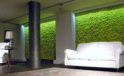 Фитодизайн: как и из каких растений сделать зеленые стены