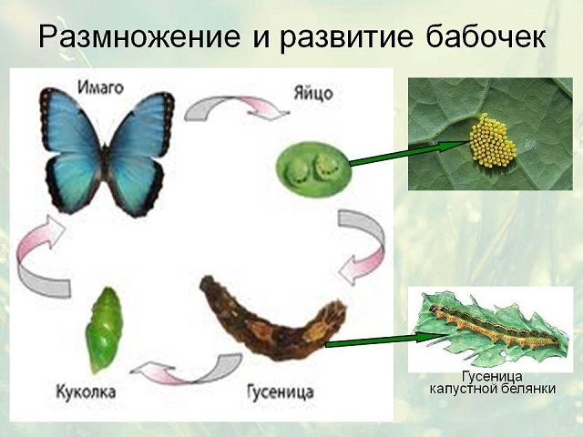 Рассказ про бабочек для 1 класса окружающий мир