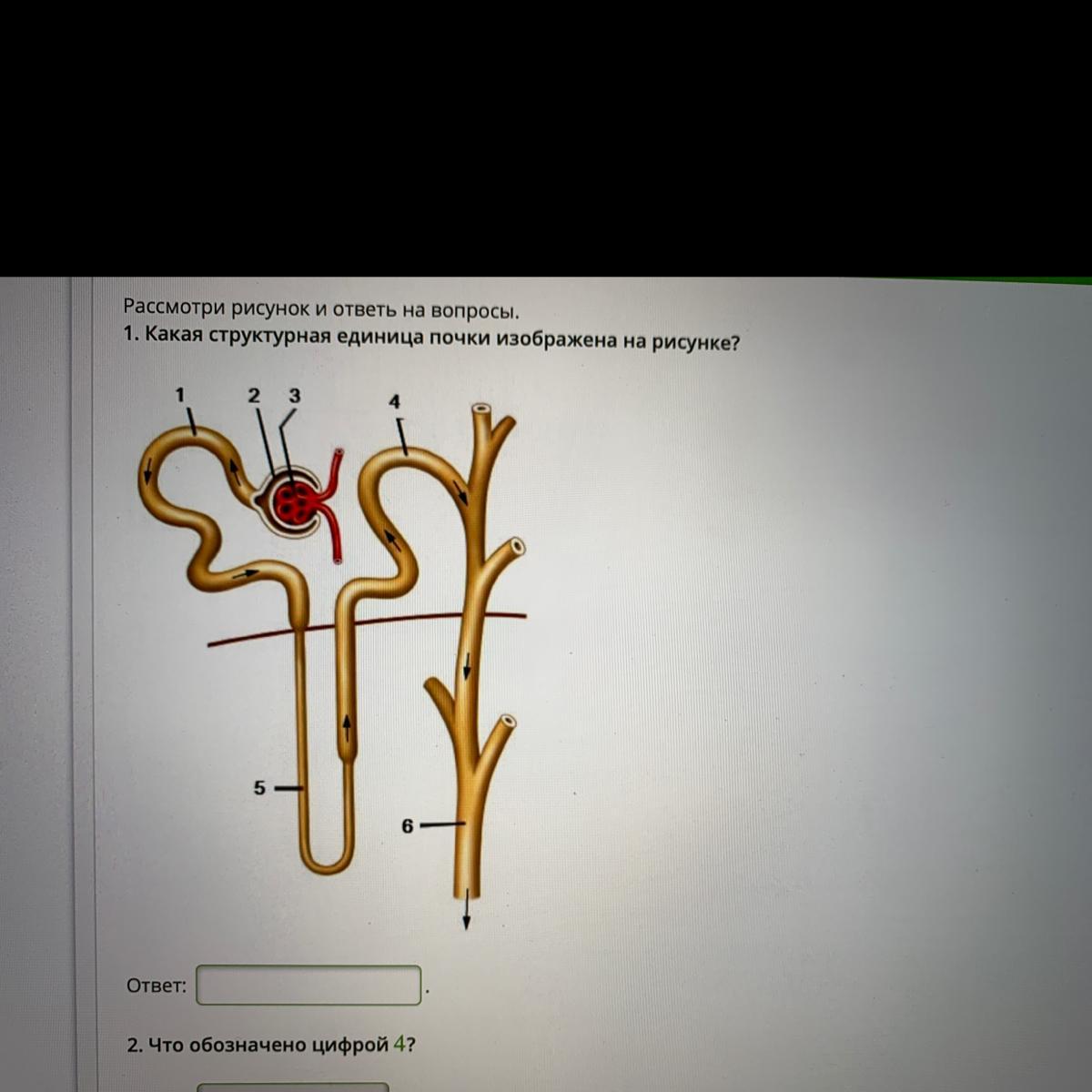 Что изображено на рисунке под цифрой 4 биология