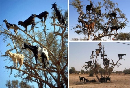 коза на дереве