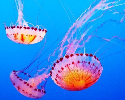 Чем питаются медузы.