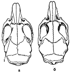 Черепа домовой (а) и лесной (6) мышей