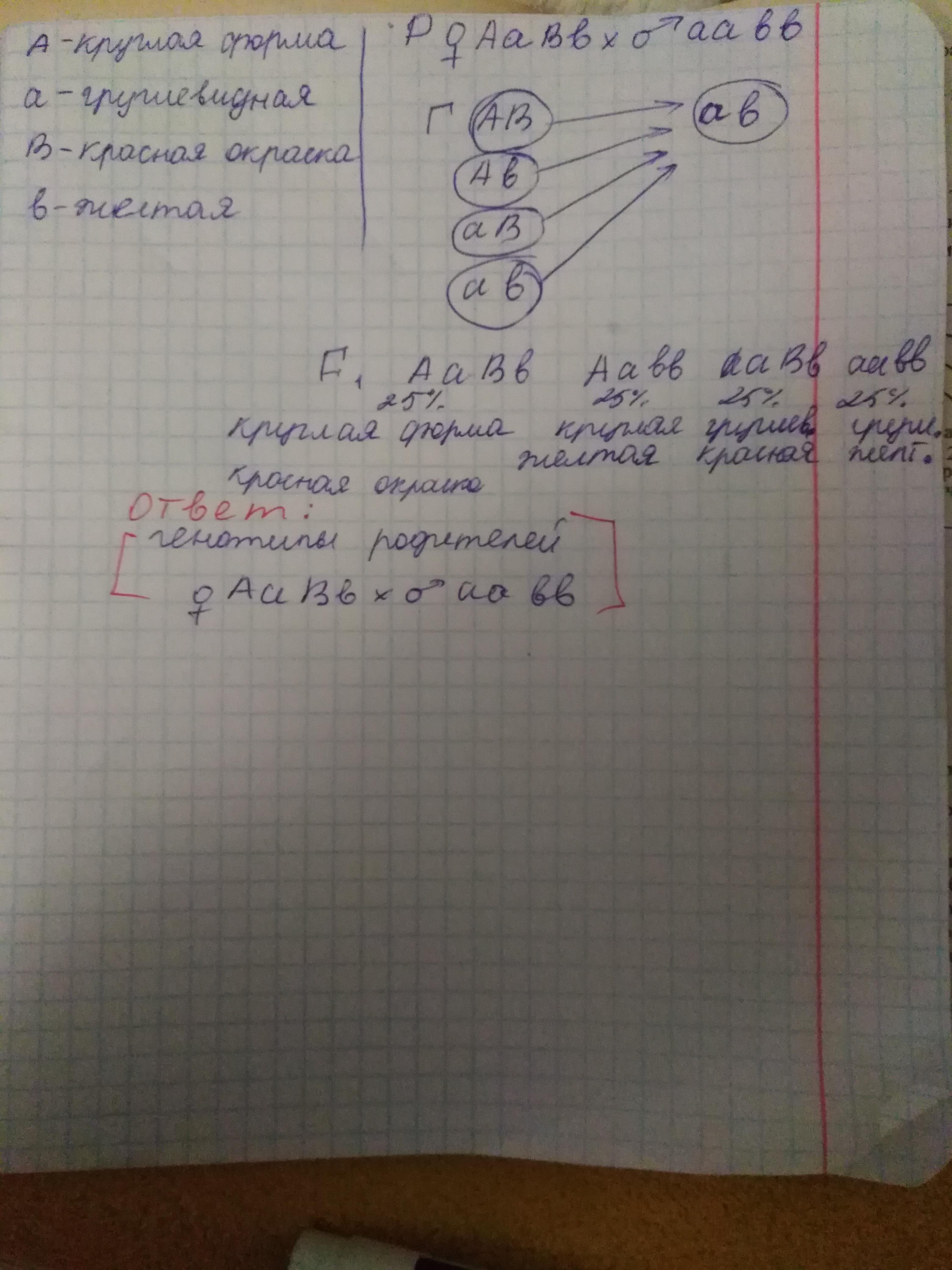 Томат круглой формы доминирует