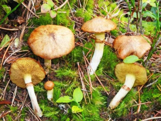 Грибы на болоте: отличаем съедобные грибы