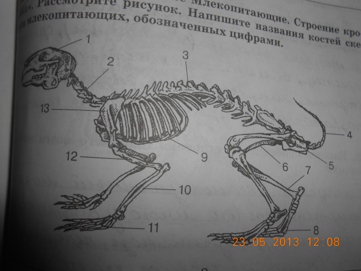Лабораторная работа скелет млекопитающих. Скелет кролика биология 7 класс. Рис 152 скелет кролика. Строение скелета млекопитающих. Строение кролика.