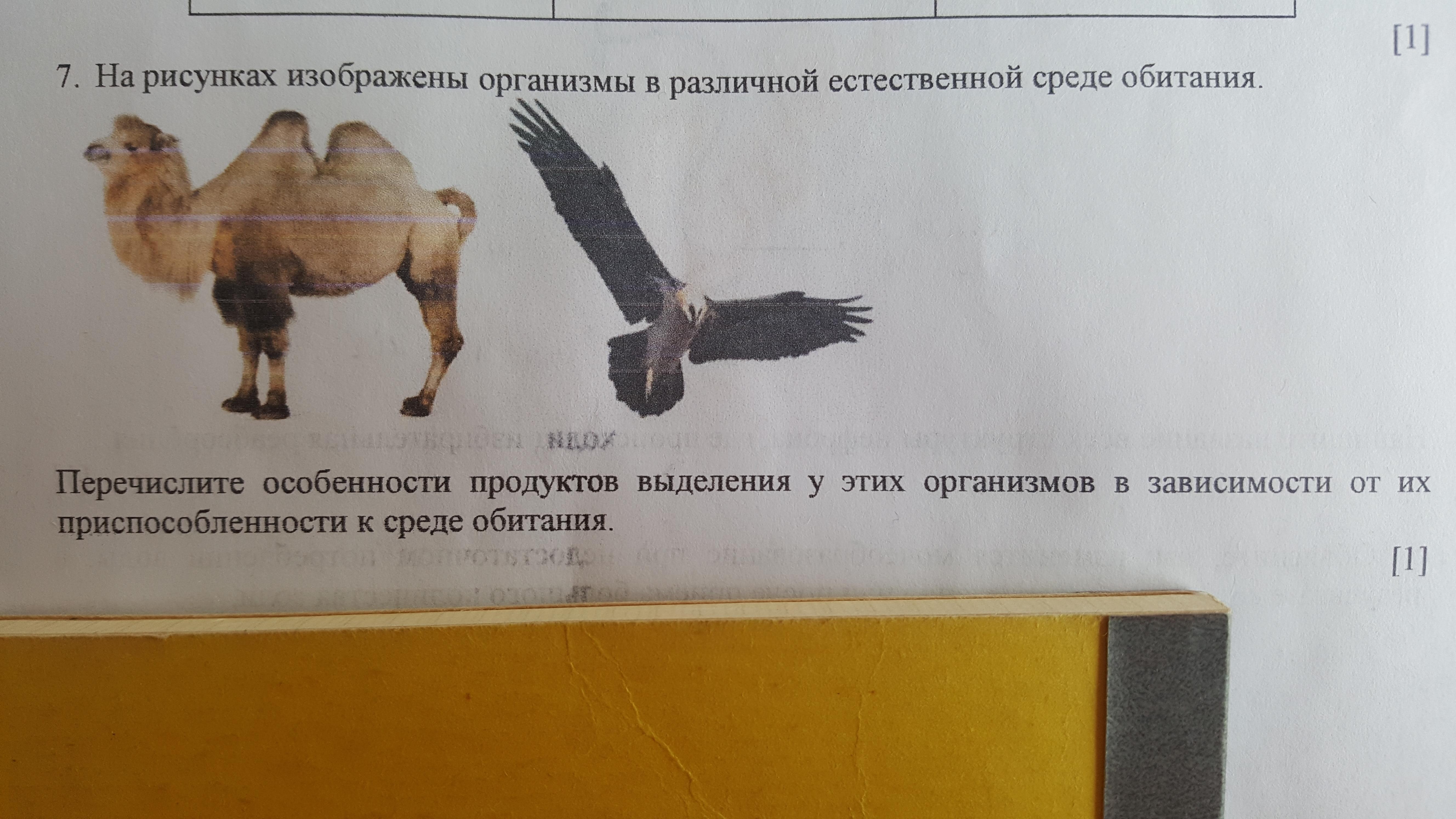 На рисунке изображены тела. Инженеры в естественной среде обитания. Продукты выделения в зависимости от среды обитания. Инженеры в своей естественной среде обитания. Программисты в их естественной среде обитания.