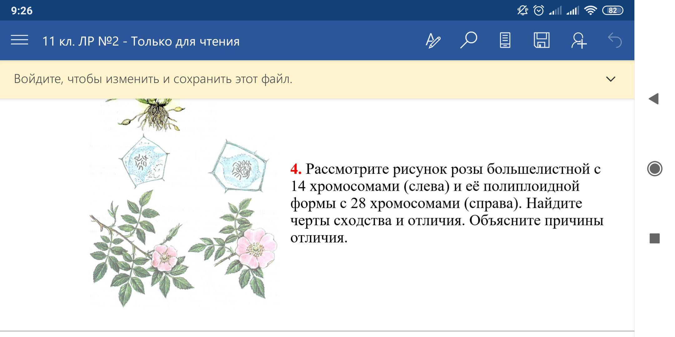 Рассмотрите рисунок розы большелистной с 14 хромосомами