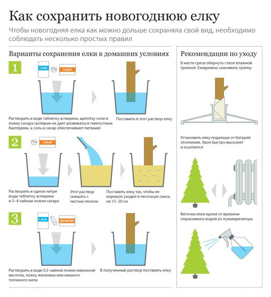 Чтобы продлить жизнь живой, но срубленной или спиленной елки, нужно ее посадить