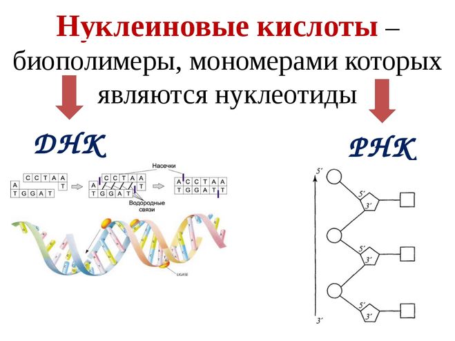 Биополимеры рнк. Мономеры нуклеин кислот. Рисунок мономера нуклеиновых кислот. Строение мономеров нуклеиновых кислот. Нуклеиновые кислоты это биополимеры.