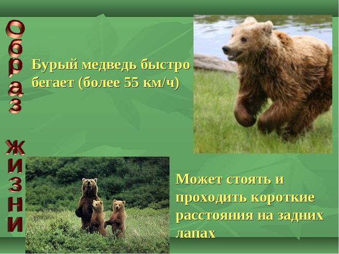 Проект про медведя 2 класс