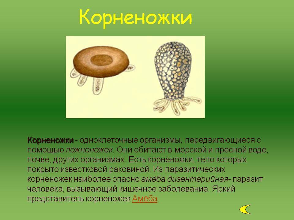 Корненожки. Передвижение корненожки. Одноклеточные корненожки. Корненожки передвигаются с помощью.