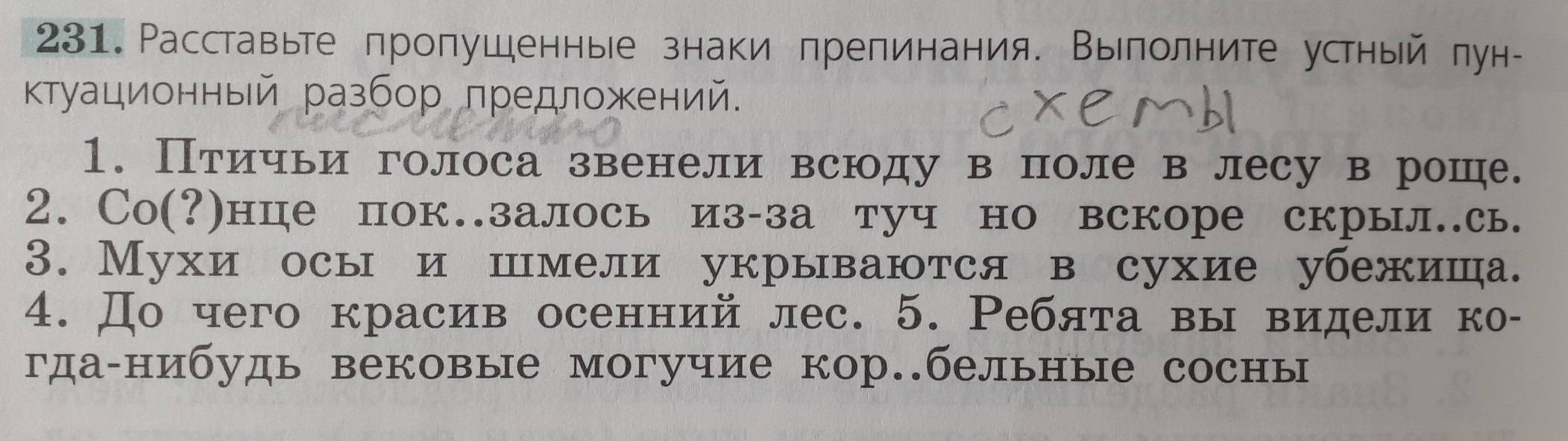 Схема предложения ребята вы видели когда нибудь вековые могучие корабельные сосны