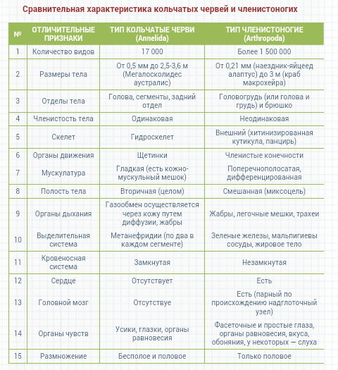 Сравнение кольчатых червей. Сравнительная характеристика кольчатых червей. Сравнение кольчатых червей и моллюсков таблица 7 класс. Сравнение кольчатых червей и членистоногих таблица. Таблица кольчатые черви и моллюски сравнение.