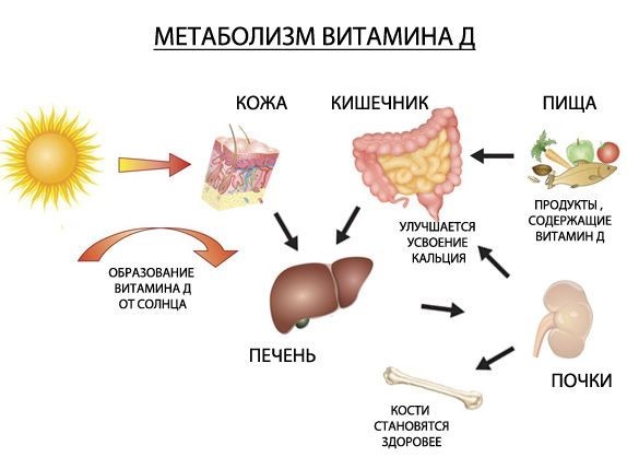 Рассказ про витамины 2 класс