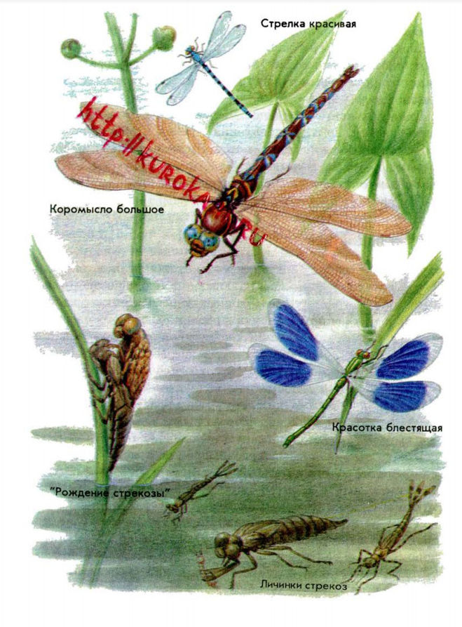 Книга "Зеленые страницы" рассказ о стрекозах. Интересные факты о стрекозах