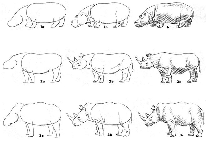 Как рисовать бегемота для детей поэтапно