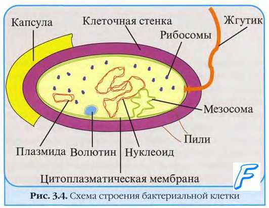 Строение бактериальной клетки, мезосомы.