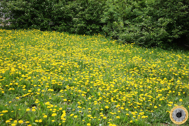 Большая поляна с цветущими одуванчиками