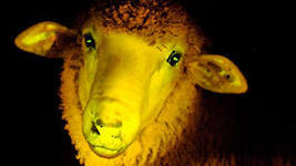 Зачем ученые вывели светящихся в темноте овец?