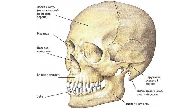 кости черепа