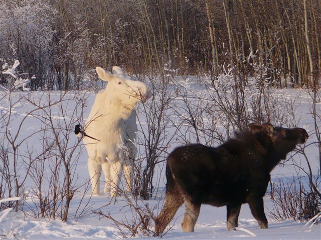 Лось-альбинос