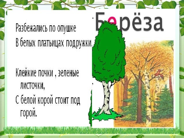 Корень слова береза