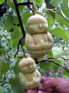 груши в форме Будды