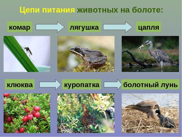 О каком природном сообществе идет речь