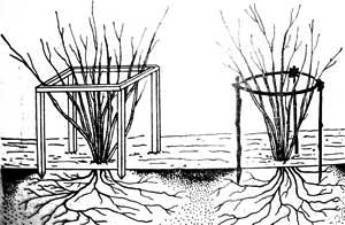 Оградка крыжовника может быть квадратной, круглой и треугольной.