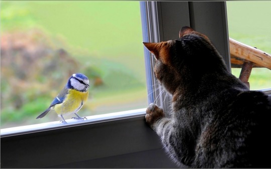 птица в окне и кошка