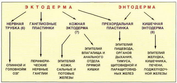 что образуется из энтодермы и эктодермы