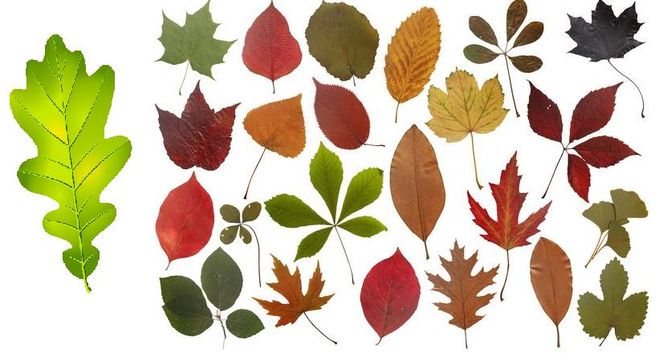 почему у листьев деревьев разная форма, фото гербария, красивый гербарий, какие бывают листья у деревьев
