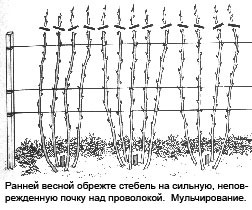 Обрезка верхушек малины