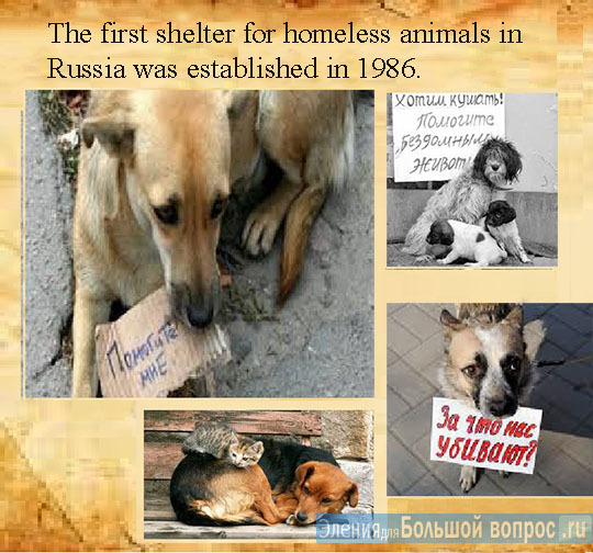 "Бездомные животные" проект английский язык