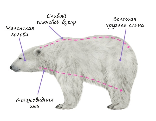 как нарисовать медведя. как нарисовать на окне, новогодние рисунки на окне, для сайта большой вопрос.ру