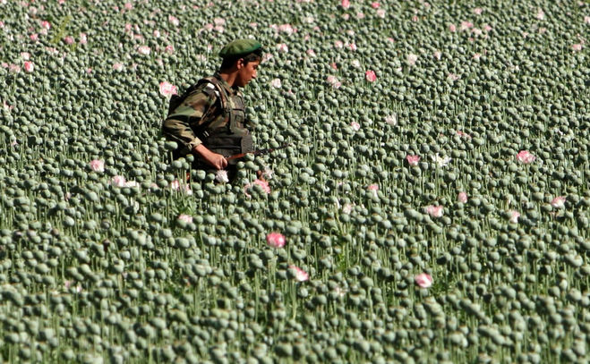 опийный мак, поле, Афганистан