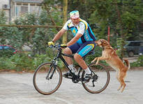 Как защититься, если велосипедиста преследует собака?