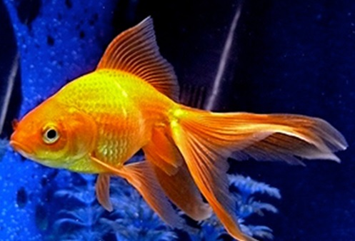 Золотая рыбка - порода карась.