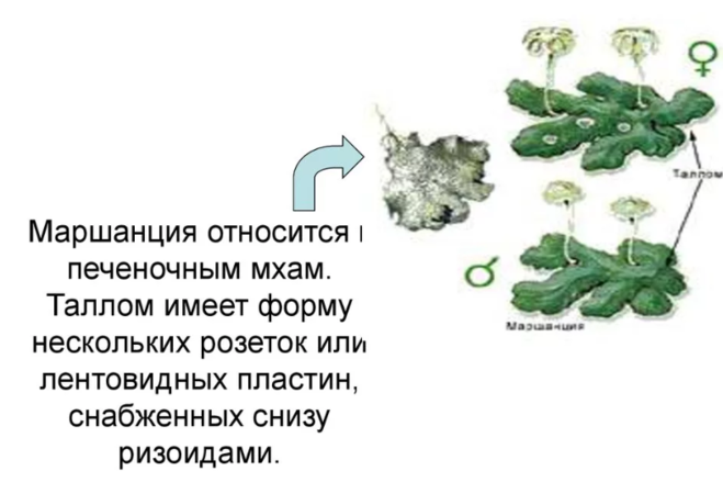 Растение маршанции к какой группе относится