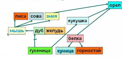 Пищевая цепь орла примеры