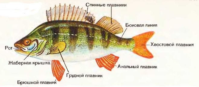 У рыб морда или что